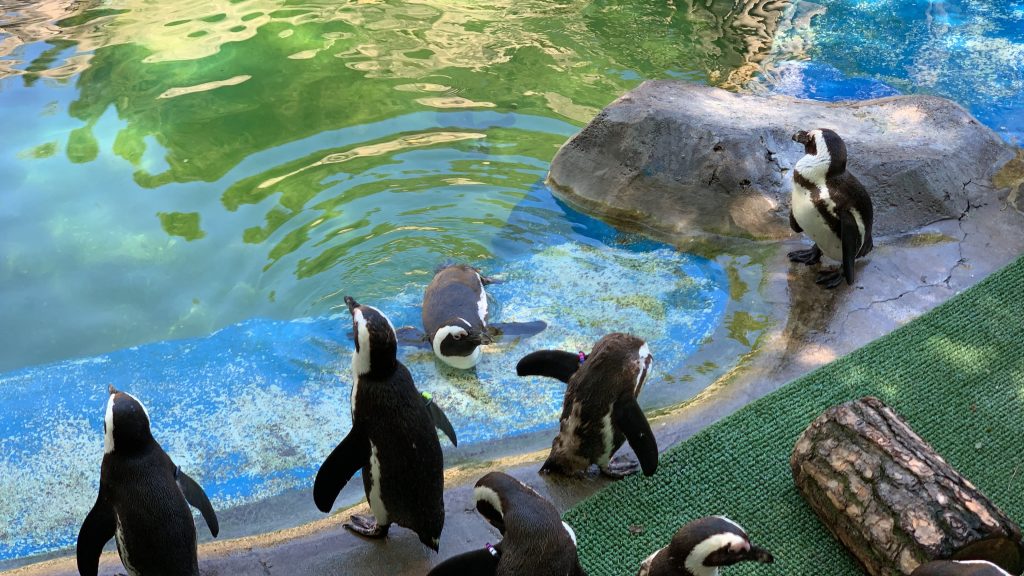 verschiedene Pinguine vor Wasser in einem Zoo